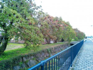 ハゼ並木１１月１０日